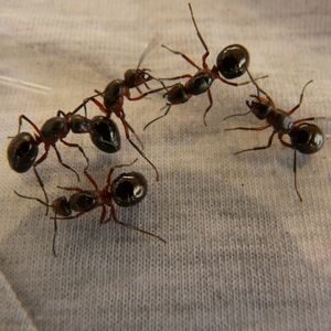 disinfestazione-formiche-savona