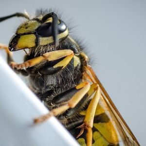 disinfestazione-vespe-savona