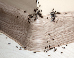 infestazione-di-formiche-nel-battiscopa-in-casa