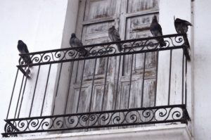 piccioni-sul-balcone